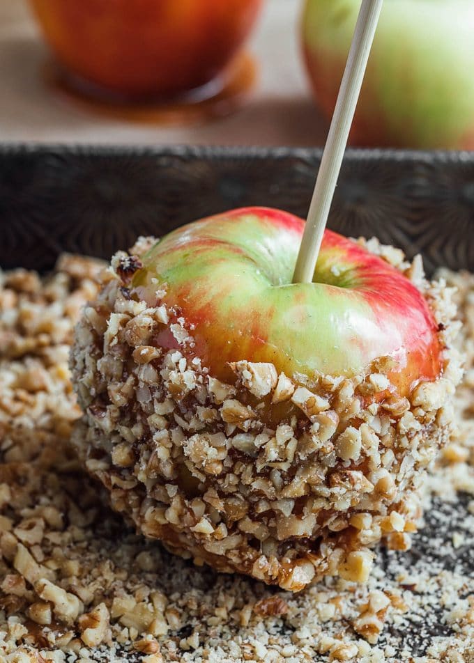 honeycrisp apple dipped in caramel and rolled in toasted chopped walnuts