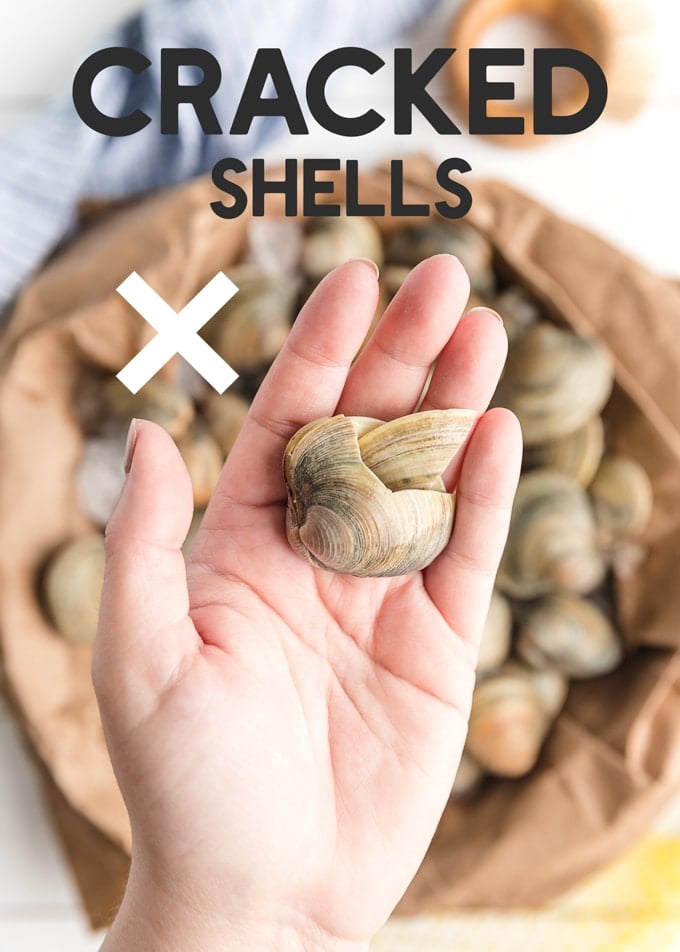 fresh clam with a cracked shell