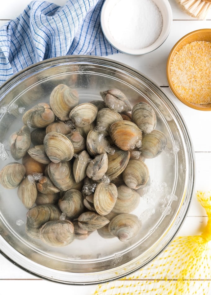 littleneck clams in a bowl of salt water