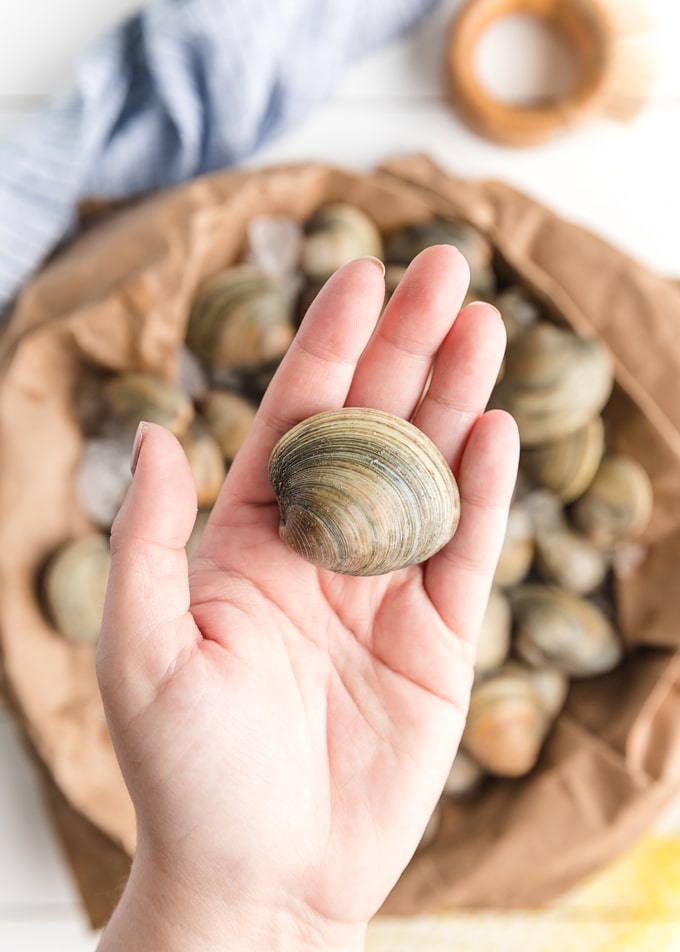 clams fresh clam clean prepare tips shell cook striped closed buying guide littleneck