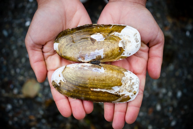 hands holding two raw pacific razor clams