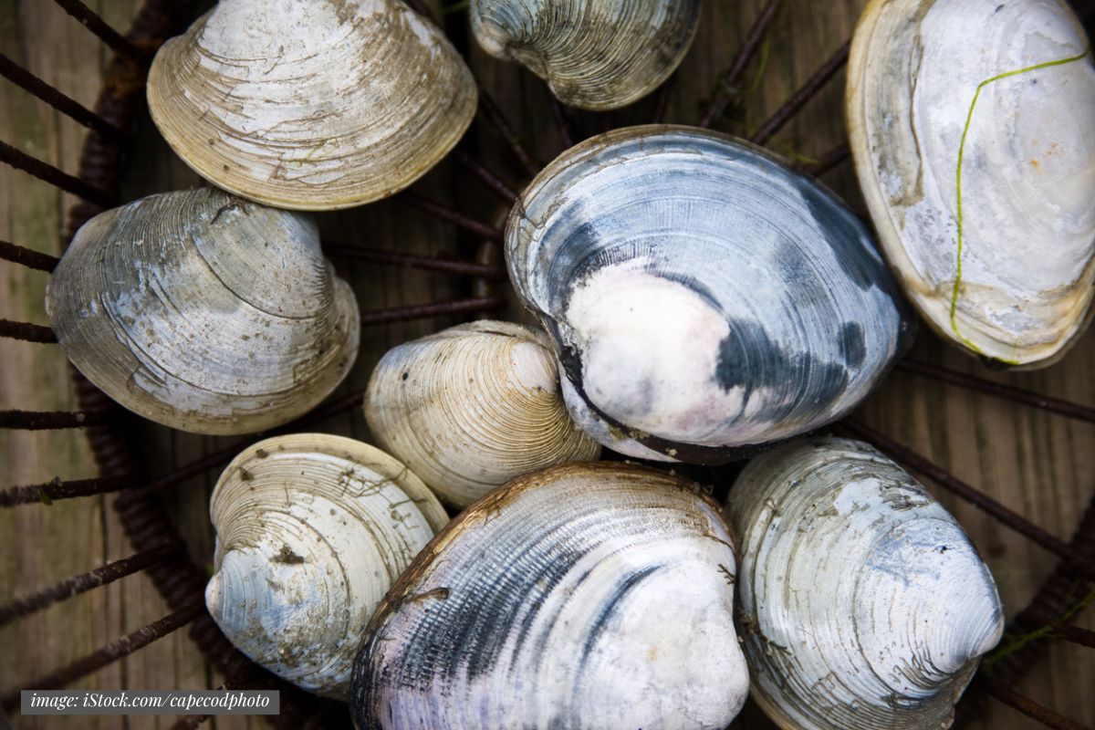 closeup of fresh quahog clams in shells