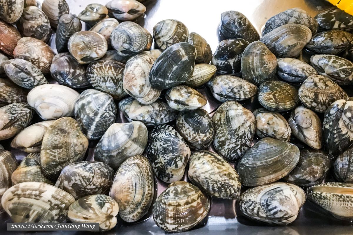 closeup of a pile of fresh manilla clams