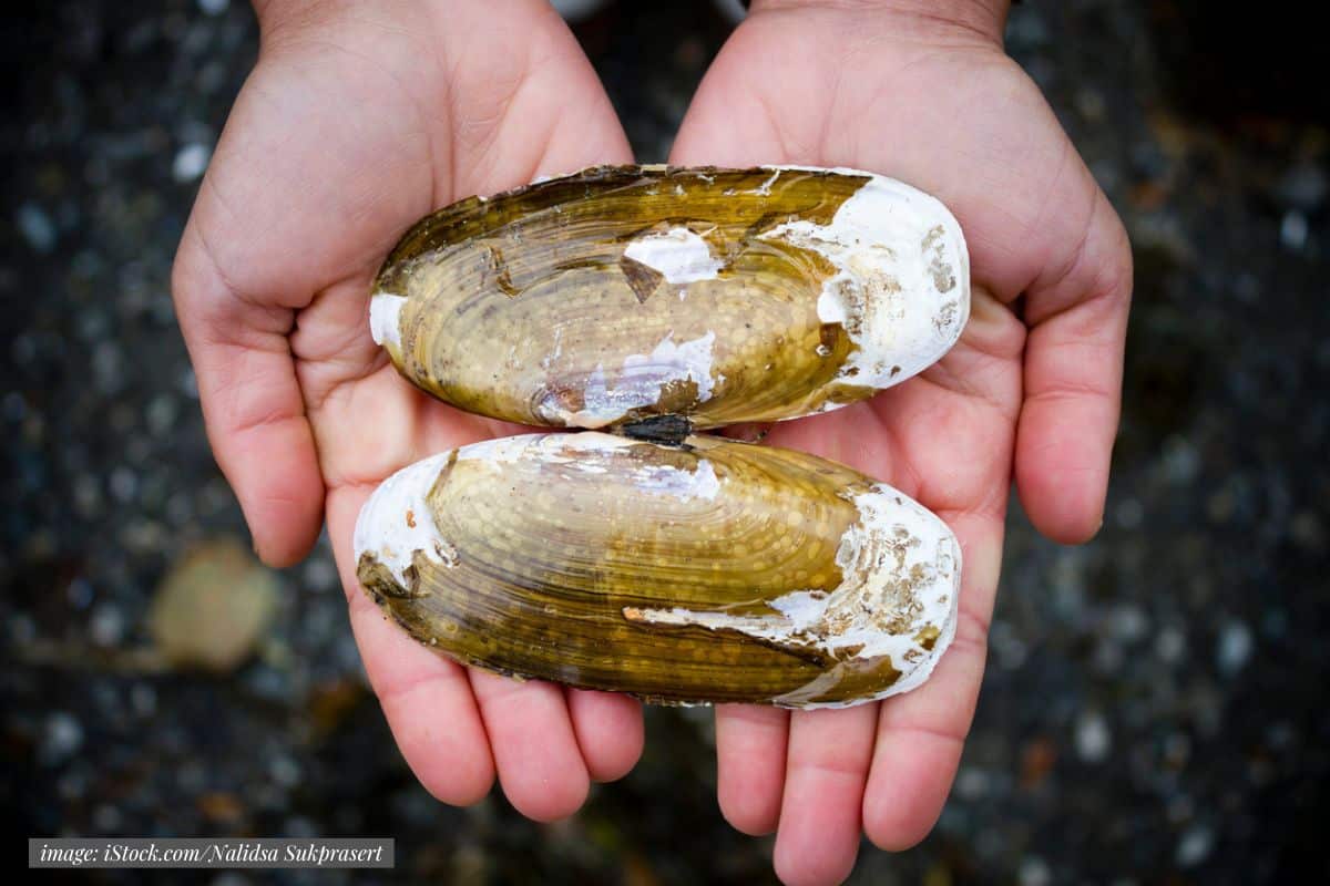 overhead photo of hands holding 2 fresh pacific razor clams