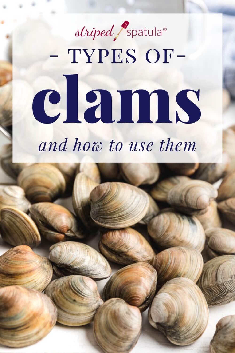 edible clams reference guide
