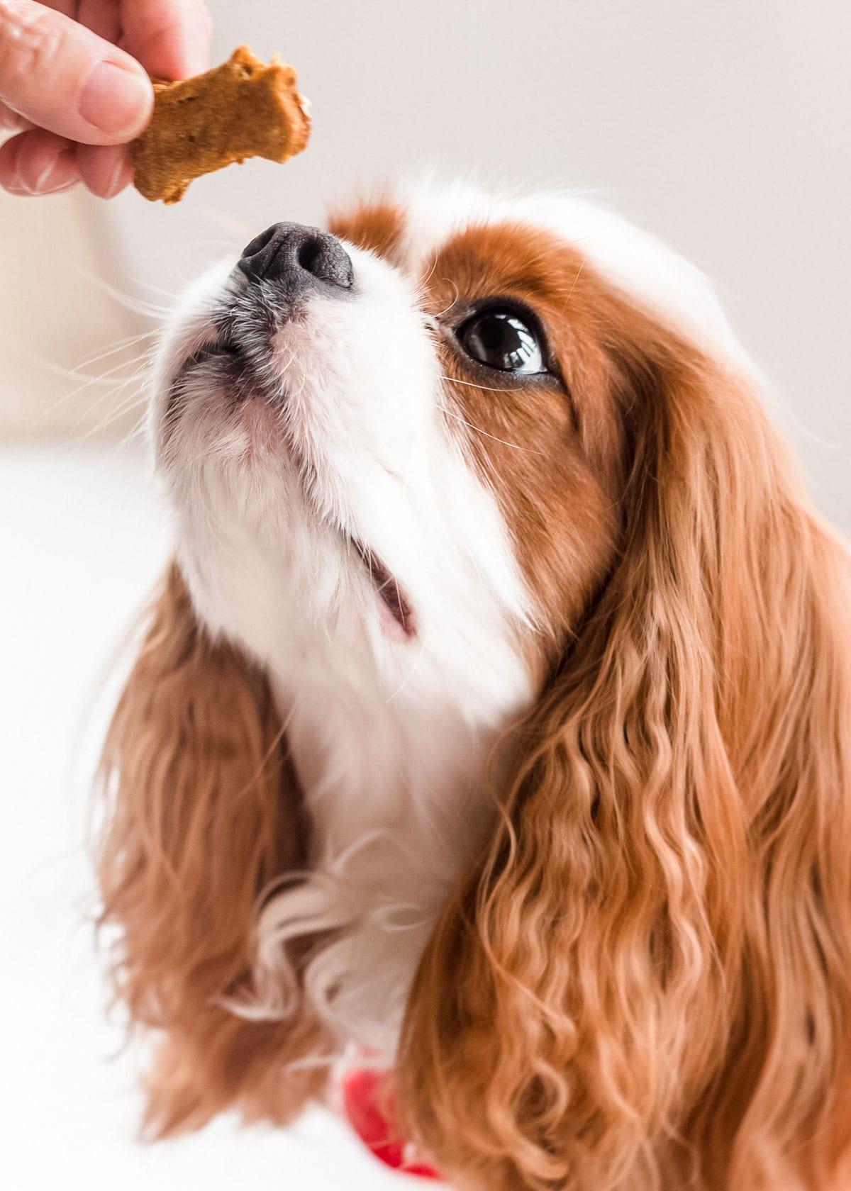 Toby, 4-year-old Cavalier King Charles Spaniel, sniffing a pumpkin dog treat